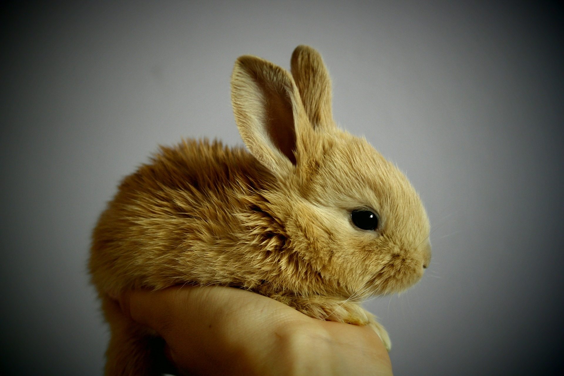 cropped-rabbit-373691_1920.jpg – The Hypatian Calendar Initiative